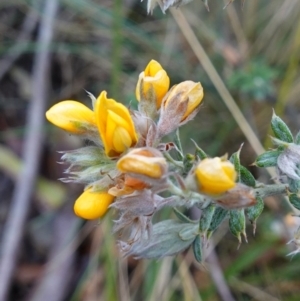 Oxylobium ellipticum at Cotter River, ACT - 4 Jun 2023