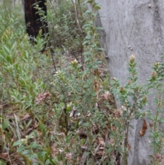 Oxylobium ellipticum at Cotter River, ACT - 4 Jun 2023