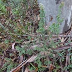 Oxylobium ellipticum at Cotter River, ACT - 4 Jun 2023