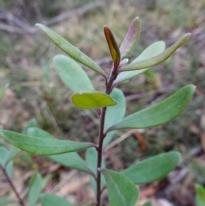 Persoonia subvelutina at Cotter River, ACT - 4 Jun 2023 01:51 PM