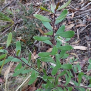 Persoonia subvelutina at Cotter River, ACT - 4 Jun 2023 01:51 PM