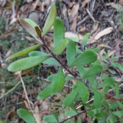 Persoonia subvelutina at Cotter River, ACT - 4 Jun 2023 01:51 PM