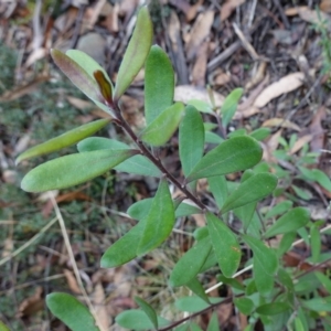 Persoonia subvelutina at Cotter River, ACT - 4 Jun 2023