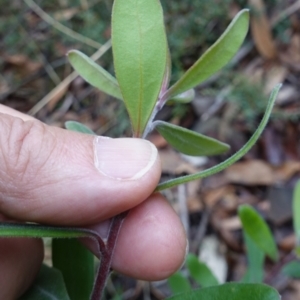 Persoonia subvelutina at Cotter River, ACT - 4 Jun 2023 01:51 PM