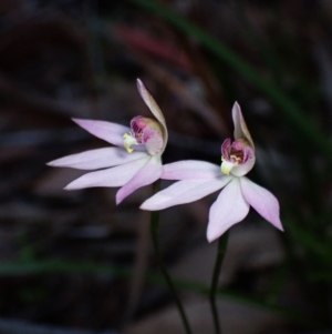 Caladenia hillmanii at Hyams Beach, NSW - suppressed