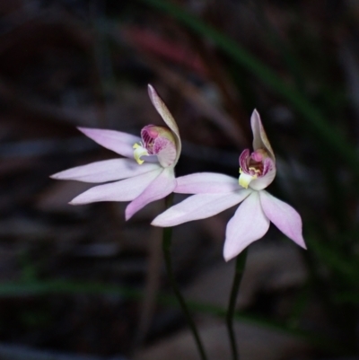 Caladenia hillmanii (Purple Heart Orchid) at Jervis Bay National Park - 18 Aug 2023 by AnneG1