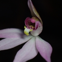 Caladenia hillmanii at Hyams Beach, NSW - suppressed