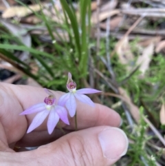 Caladenia hillmanii at Hyams Beach, NSW - suppressed