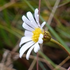 Brachyscome aculeata (Hill Daisy) at Namadgi National Park - 4 Jun 2023 by RobG1