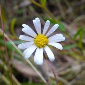 Brachyscome aculeata at Cotter River, ACT - 4 Jun 2023 02:30 PM