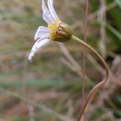 Brachyscome aculeata at Cotter River, ACT - 4 Jun 2023 02:30 PM