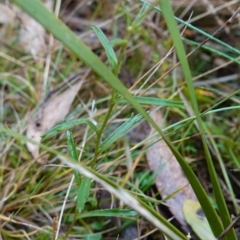 Brachyscome aculeata at Cotter River, ACT - 4 Jun 2023 02:30 PM