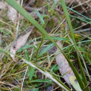 Brachyscome aculeata at Cotter River, ACT - 4 Jun 2023