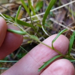 Brachyscome aculeata at Cotter River, ACT - 4 Jun 2023