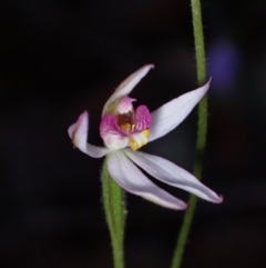 Caladenia alata (Fairy Orchid) at Jervis Bay National Park - 18 Aug 2023 by AnneG1
