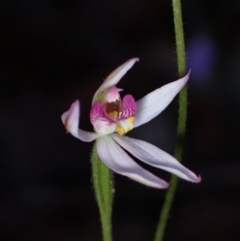 Caladenia alata (Fairy Orchid) at Hyams Beach, NSW - 18 Aug 2023 by AnneG1