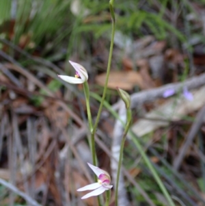 Caladenia alata at Hyams Beach, NSW - suppressed