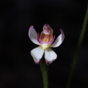 Caladenia alata at Hyams Beach, NSW - suppressed