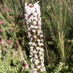 Woollsia pungens at Morton National Park - 19 Aug 2023 by AnneG1