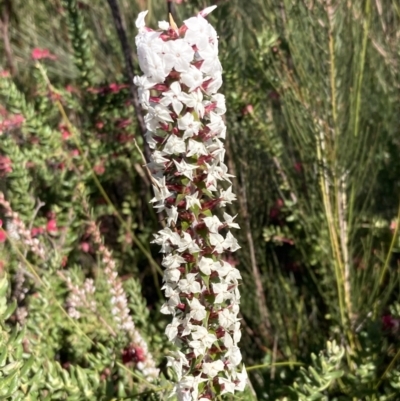 Woollsia pungens (Snow Wreath) at Morton National Park - 19 Aug 2023 by AnneG1