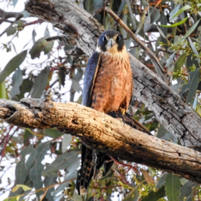 Falco longipennis (Australian Hobby) at Lions Youth Haven - Westwood Farm A.C.T. - 22 Aug 2023 by HelenCross