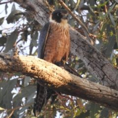 Falco longipennis at Tuggeranong, ACT - 22 Aug 2023 05:01 PM