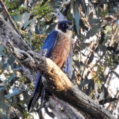 Falco longipennis at Tuggeranong, ACT - 22 Aug 2023
