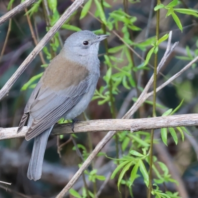 Colluricincla harmonica (Grey Shrikethrush) at Wodonga - 20 Aug 2023 by KylieWaldon