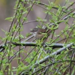Sericornis frontalis (White-browed Scrubwren) at West Wodonga, VIC - 20 Aug 2023 by KylieWaldon