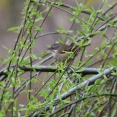 Sericornis frontalis (White-browed Scrubwren) at Wodonga - 20 Aug 2023 by KylieWaldon