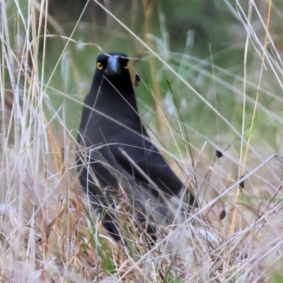 Strepera graculina (Pied Currawong) at Felltimber Creek NCR - 19 Aug 2023 by KylieWaldon