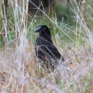 Strepera graculina at West Wodonga, VIC - 20 Aug 2023 09:47 AM