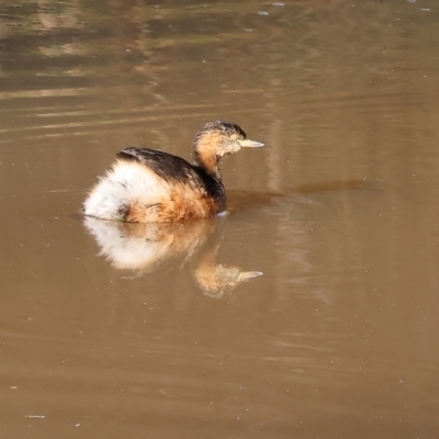 Tachybaptus novaehollandiae (Australasian Grebe) at Wodonga - 19 Aug 2023 by KylieWaldon