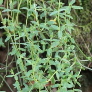 Gonocarpus tetragynus at West Wodonga, VIC - 20 Aug 2023 09:49 AM