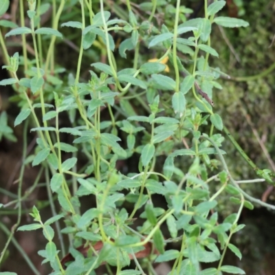 Gonocarpus tetragynus (Common Raspwort) at West Wodonga, VIC - 20 Aug 2023 by KylieWaldon