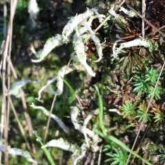 Unidentified Moss, Liverwort or Hornwort at Wodonga - 19 Aug 2023 by KylieWaldon