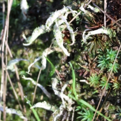 Unidentified Moss, Liverwort or Hornwort at Wodonga - 19 Aug 2023 by KylieWaldon