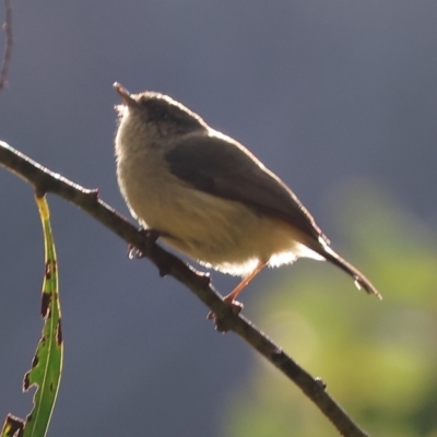 Acanthiza reguloides (Buff-rumped Thornbill) at Wodonga - 19 Aug 2023 by KylieWaldon