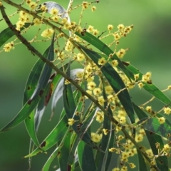 Acacia rubida (Red-stemmed Wattle, Red-leaved Wattle) at Wodonga - 19 Aug 2023 by KylieWaldon