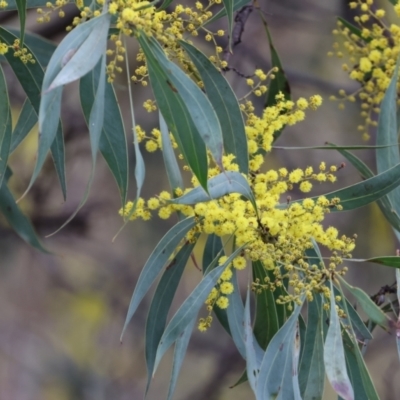 Acacia rubida (Red-stemmed Wattle, Red-leaved Wattle) at West Wodonga, VIC - 20 Aug 2023 by KylieWaldon