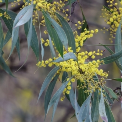 Acacia rubida (Red-stemmed Wattle, Red-leaved Wattle) at Felltimber Creek NCR - 20 Aug 2023 by KylieWaldon