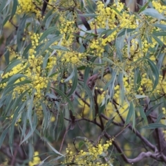 Acacia rubida at West Wodonga, VIC - 20 Aug 2023 10:36 AM