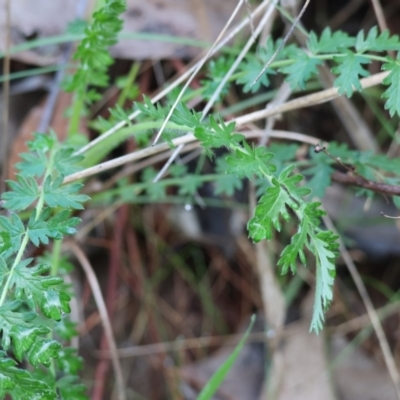 Acaena (genus) (A Sheep's Burr) at West Wodonga, VIC - 20 Aug 2023 by KylieWaldon