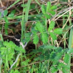 Acaena (genus) at West Wodonga, VIC - 20 Aug 2023 09:56 AM