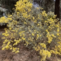 Acacia covenyi (Blue Bush) at Australian National University - 22 Aug 2023 by JohnGiacon