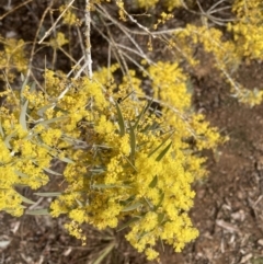 Acacia covenyi at Canberra, ACT - 22 Aug 2023