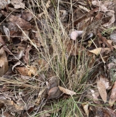 Rytidosperma (genus) (Wallaby Grass) at Canberra, ACT - 29 Aug 2023 by JohnGiacon
