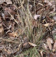 Rytidosperma sp. (Wallaby Grass) at Australian National University - 29 Aug 2023 by JohnGiacon