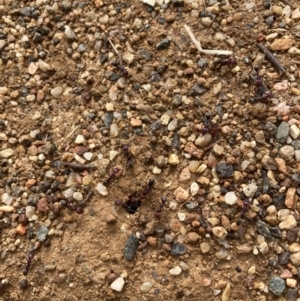 Iridomyrmex purpureus at Canberra, ACT - 22 Aug 2023