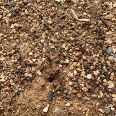 Iridomyrmex purpureus (Meat Ant) at Canberra, ACT - 22 Aug 2023 by JohnGiacon